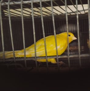 Canary bird in cage