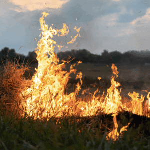 wild fires